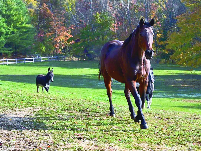 Zinga the horse prances on the grounds of Central New England Equine Rescue
