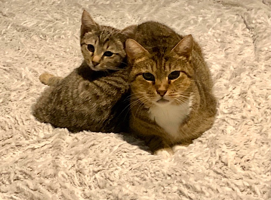 Two tabby cats snuggling happily in their new forever home
