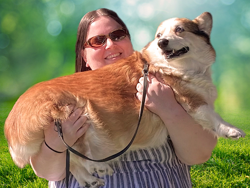 Adored corgi Jack being carried by his doting human mother
