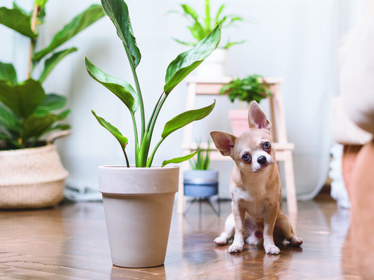 Chihuahua sitting on the floor next to a plant with his head tilted learning about which common plants are toxic to pets