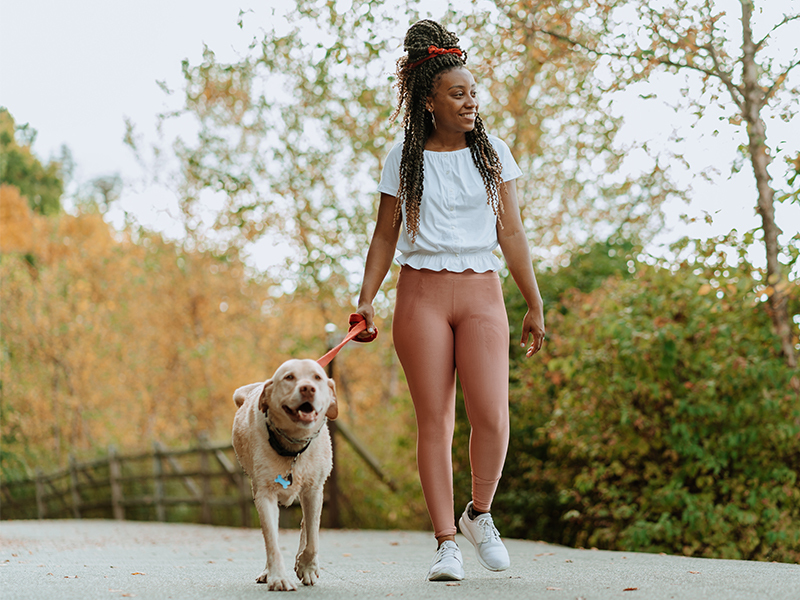 Image of a young African American woman walking her happy Golden Retriever dog on a path in a park
