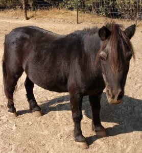 image of a brown 30 year old mini horse living at the No Mini Horses Left Behind sanctuary
