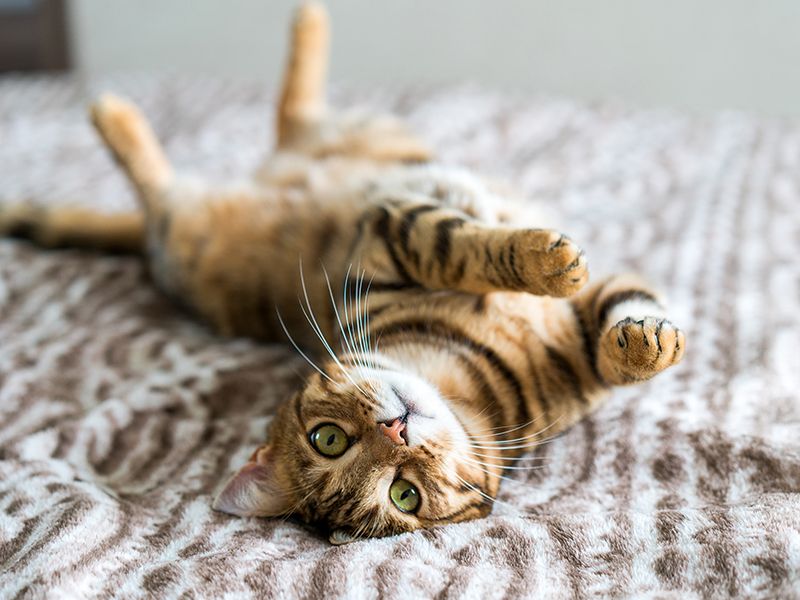 image of a relaxed tabby cat lying on a bed with their belly up while looking into the camera