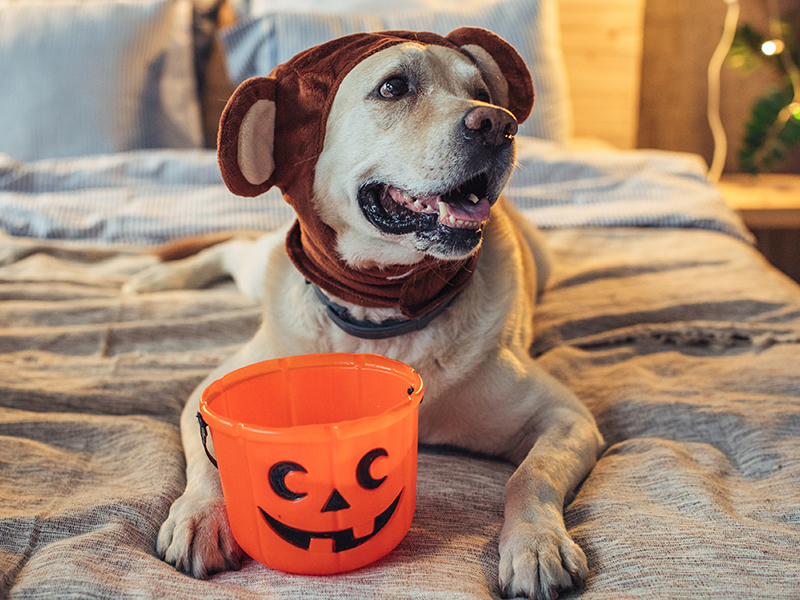 image of a cute dog wearing a costume hat making him look like a baby bear along with a trick-or-treat bucket in front of him