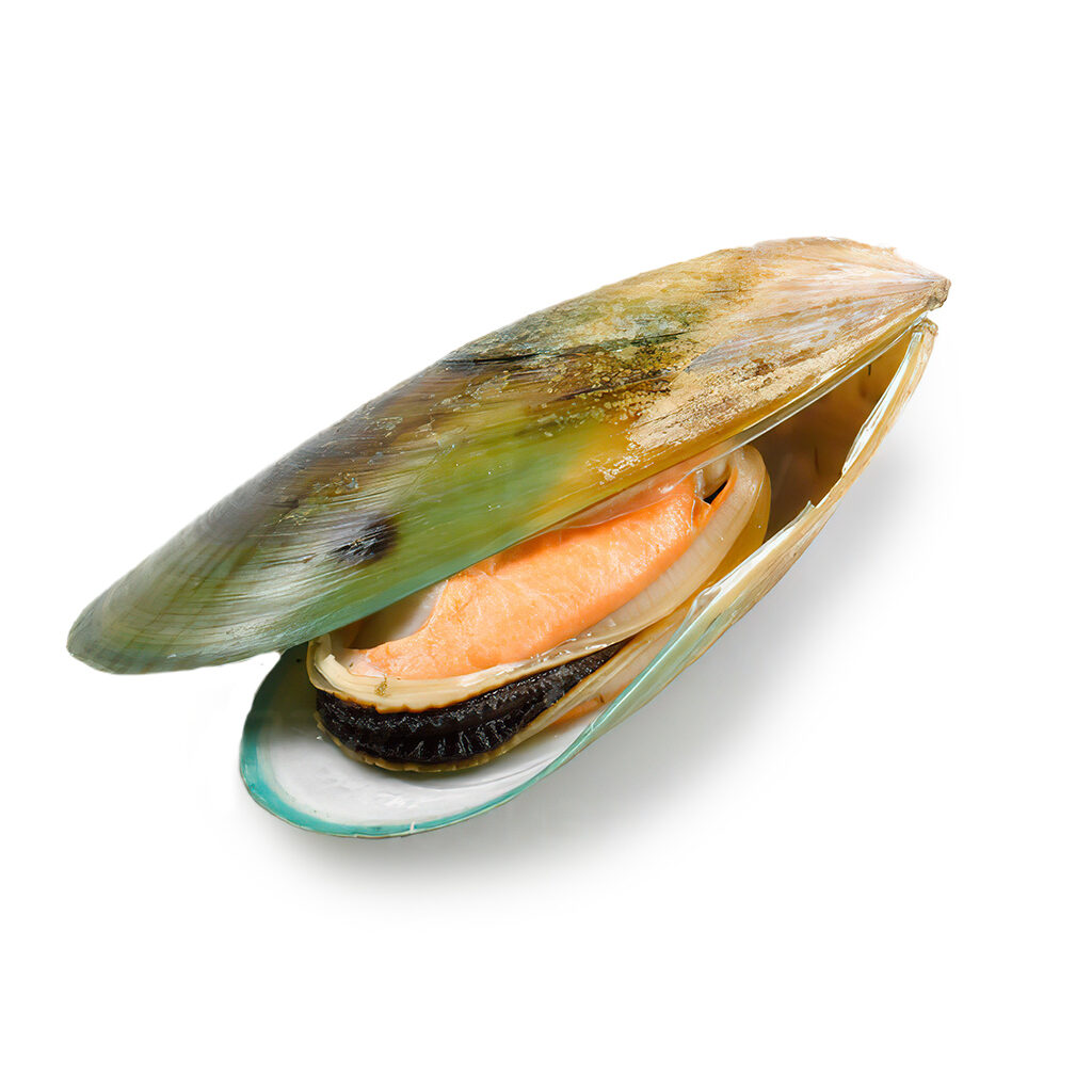 green_lipped-mussel_open_1024x1024