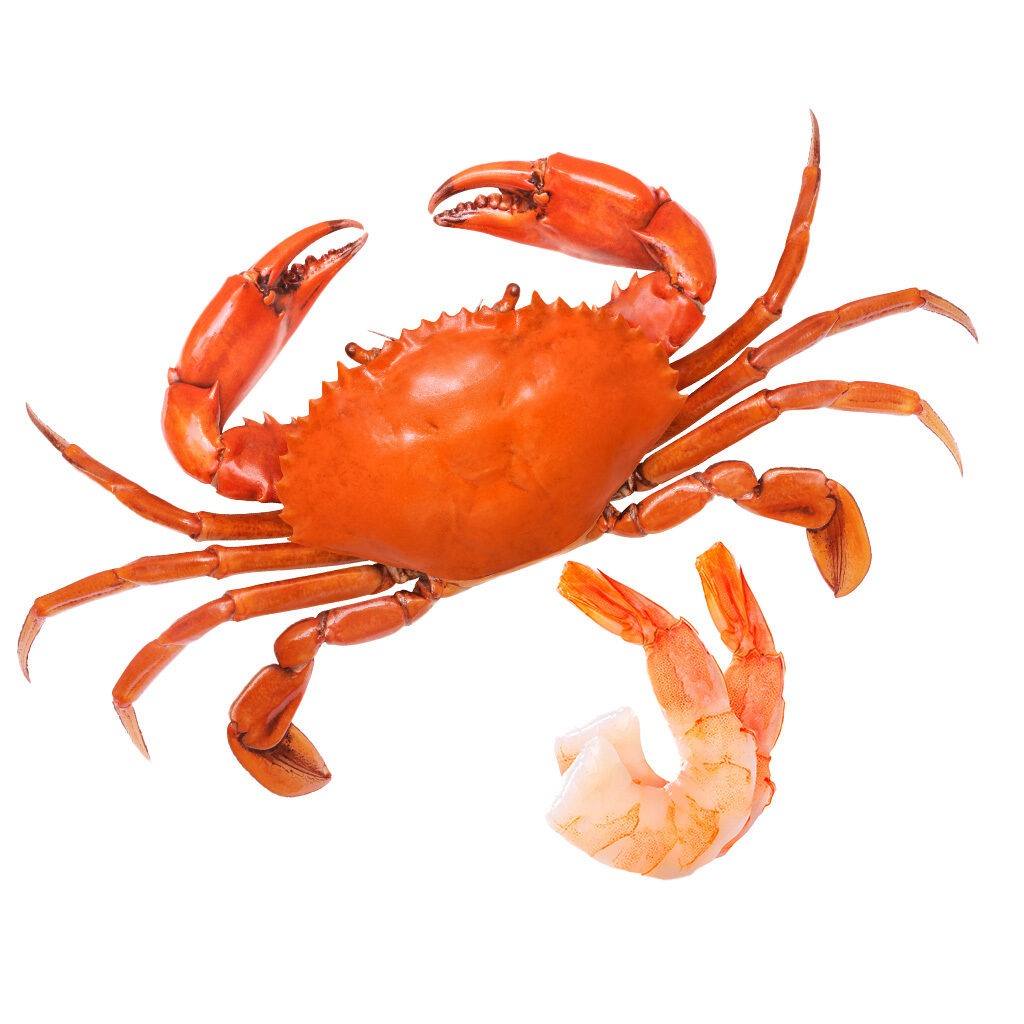 Crab and shrimp on white background