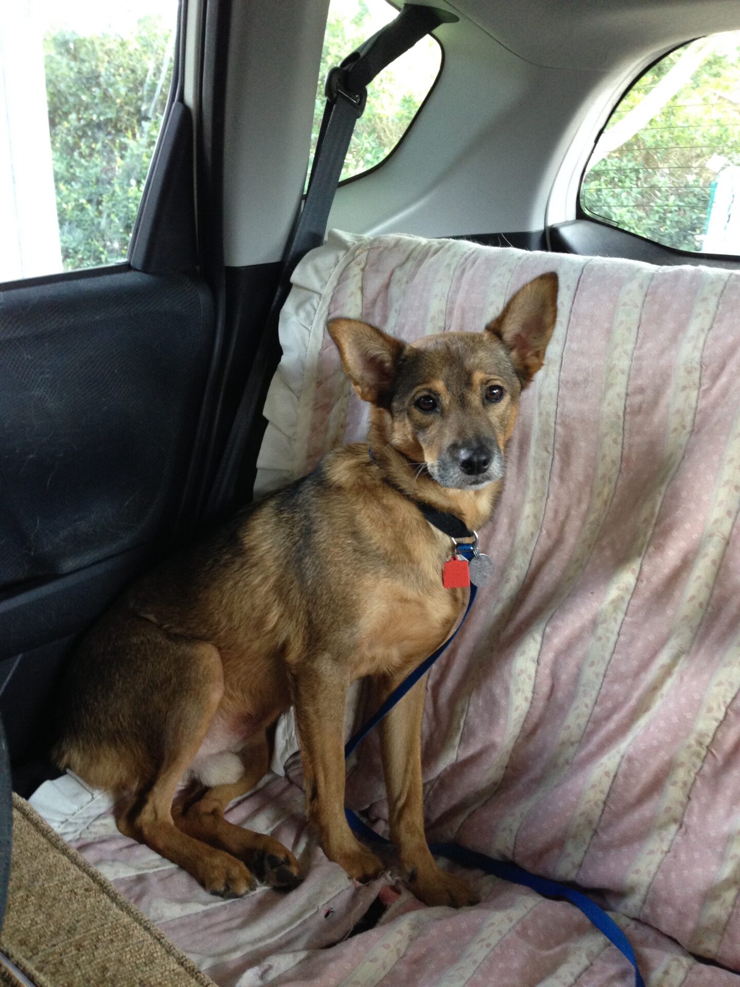 Image of a cute dog sitting on a blanket in the back seat of a car