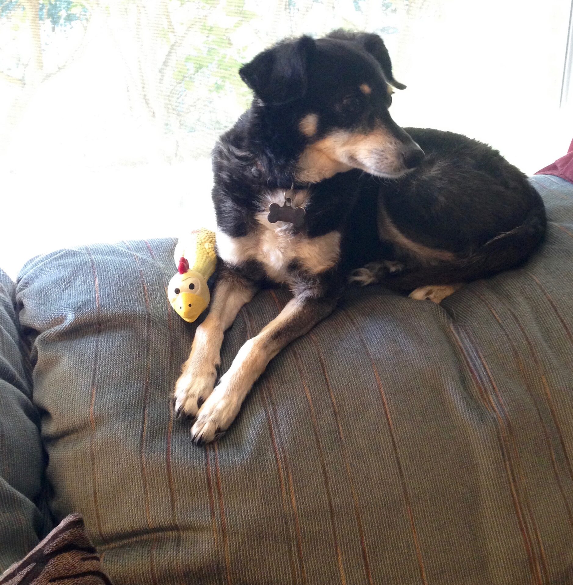 Image of Missy, a black and tan dog, comfortably lying on a blanket on top of a couch