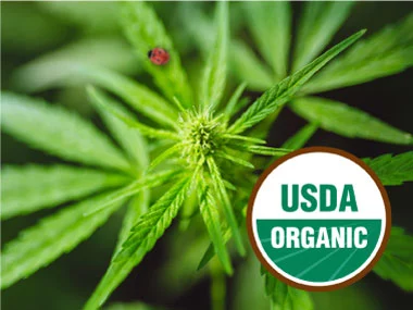 UDA Organic Hemp Plant