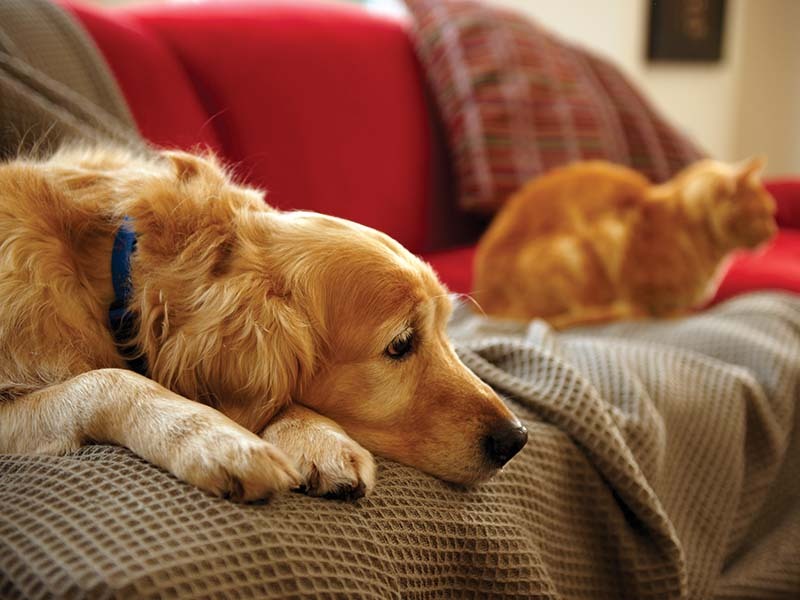 profile image of sad looking orange dog on a red couch with an orange cat lying on a blanket next to him