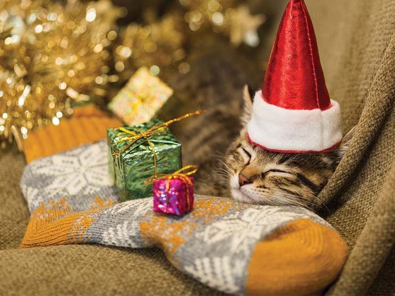 image shows a sleeping kitty wearing a Santa hat with their chin resting on a Christmas stocking. There is a Christmas tree in the background.