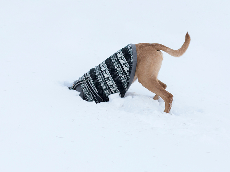 Dog with sweater digging in snow bank