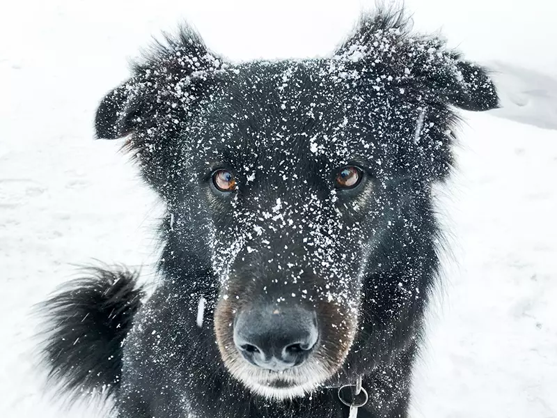 Black dog face covered in snow