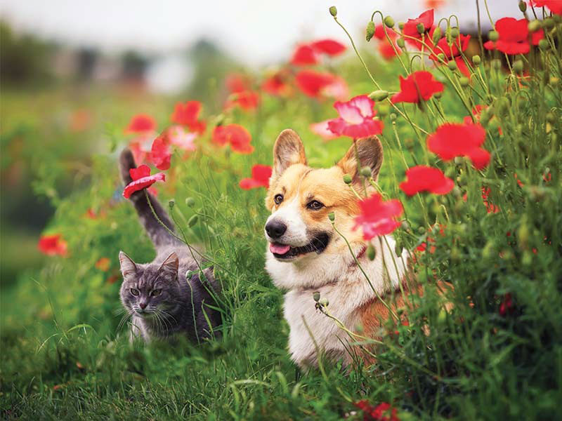 How to help your pets survive spring allergies