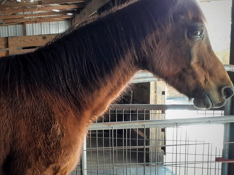 How Treatibles helped Danny the Arabian Horse with cbd for horses