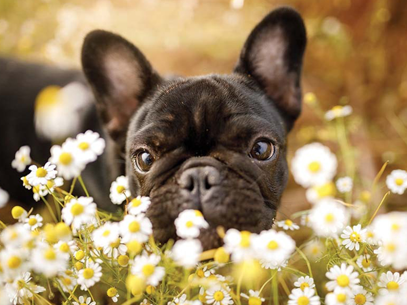 Dog enjoying the sweet smelling flowers