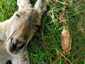Kangaroo enjoying life after a dose of Treatibles CBD oil