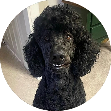 Picky poodle can't wait to get his Treatibles Soft Chewable with Salmon Flavor