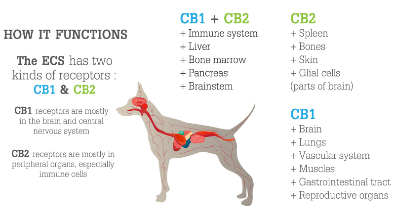 image of infograph how cbd for pets works in dogs
