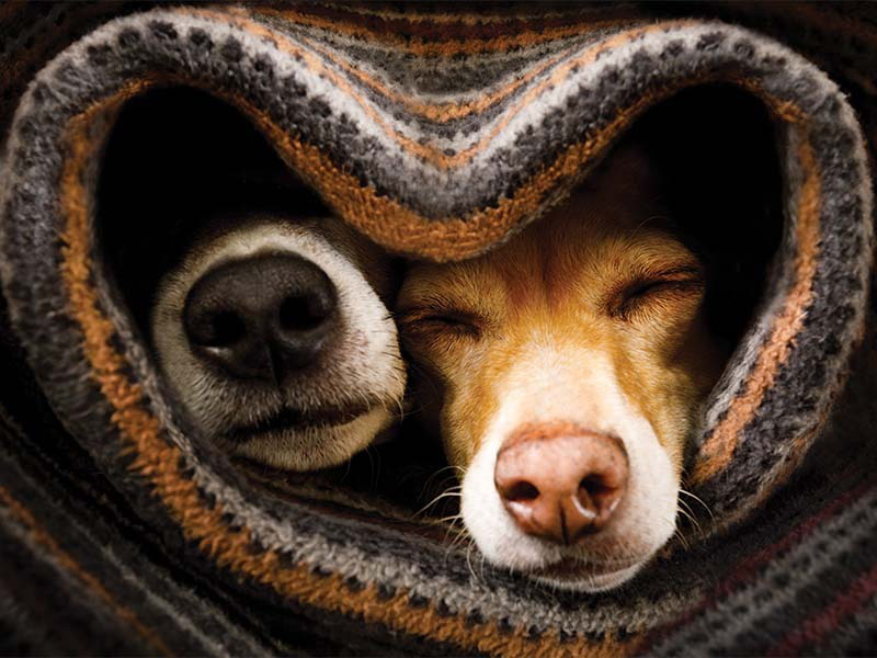 2 dogs snuggled in blanket coping with pet loss