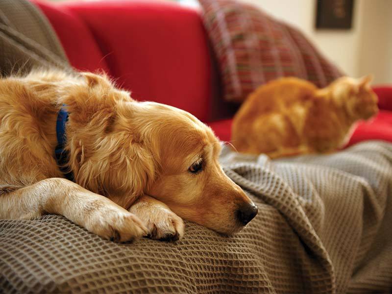 What to do if your pet ingested THC