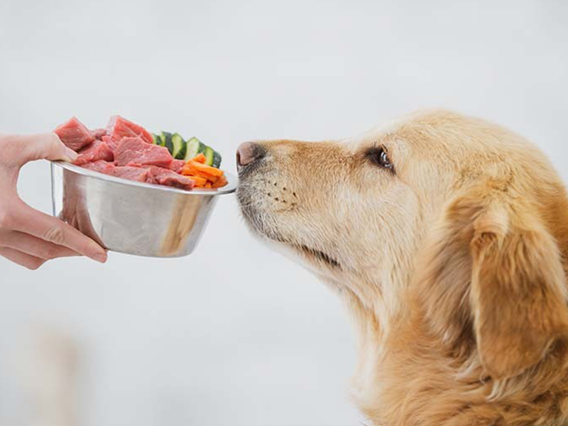 What you should know about giving your dog raw food