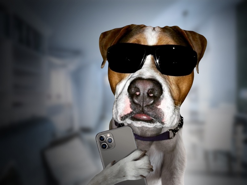 image of a dog holding a cellphone