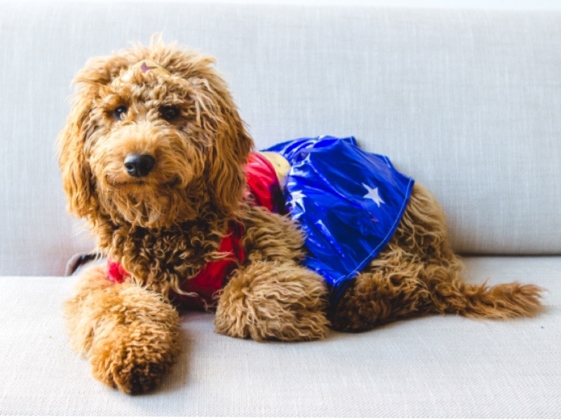 image of a dog in a costume