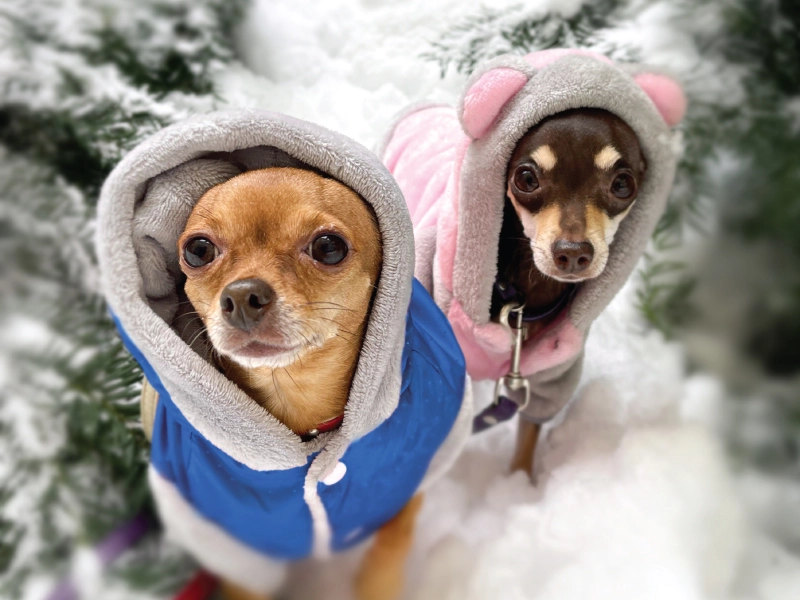 image of 2 dogs in winter clothing