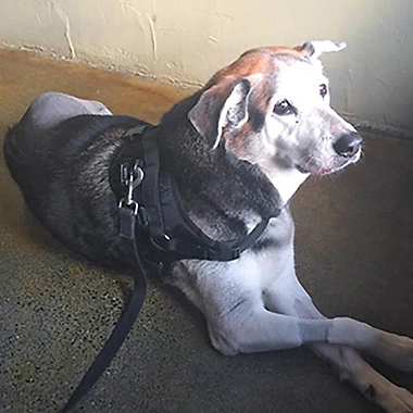 Dog resting on a floor, wearing a harness, showcasing calm demeanor, relevant to testimonials about Treatibles improving pet health and well-being.