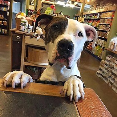 Dog with a brindle and white coat resting its paws on a wooden counter in a pet store, looking curiously at the camera, surrounded by shelves of pet products and treats.