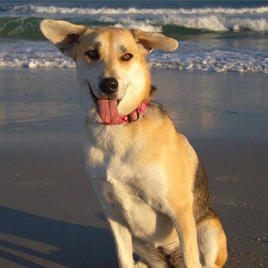 Happy dog sitting on the beach with a playful expression, showcasing the positive effects of Treatibles chews for pet health and well-being.