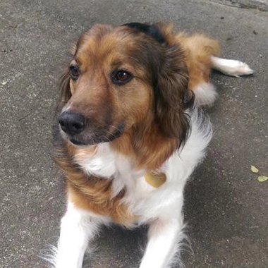 Dog relaxing on a concrete surface, displaying a calm demeanor, reflecting the positive effects of Treatibles chews for hip discomfort and stress relief.