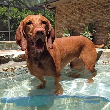 Dog standing in a pool, appearing relaxed and happy, reflecting the positive effects of Treatibles chews on pet well-being.