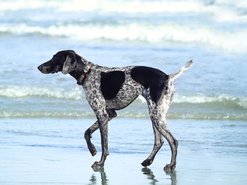 image of dog on the beach during spring break