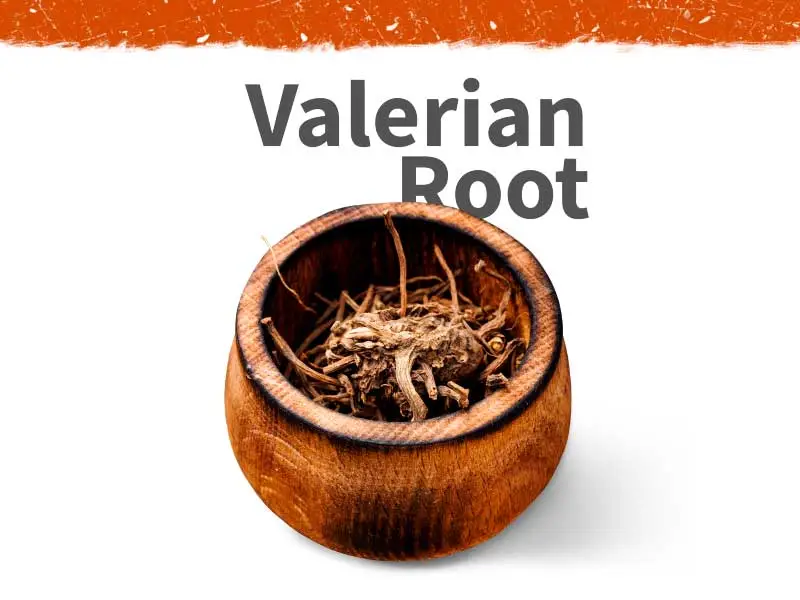 Image of valerian root