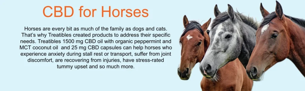 CBD for Horses page banner