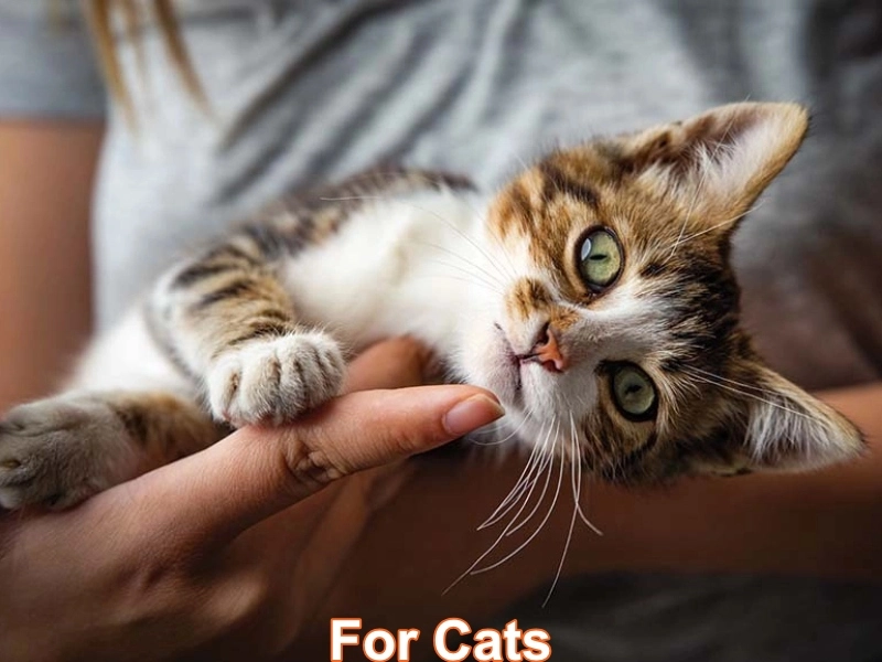For Cats category image