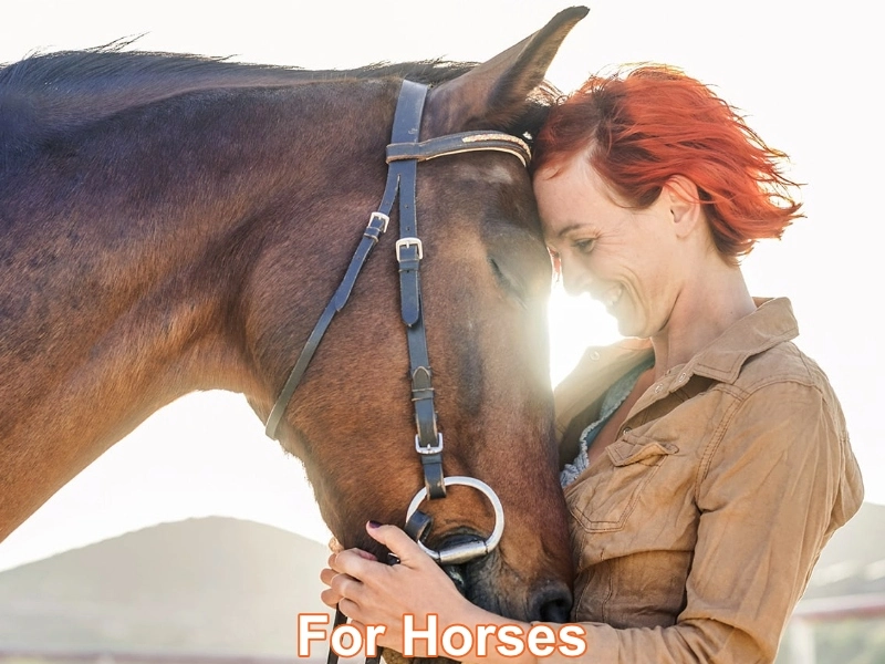 CBD for horses category image
