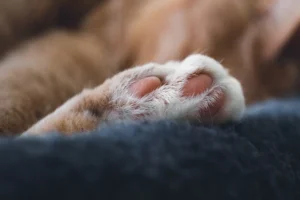 image of cats paws for paws health blog