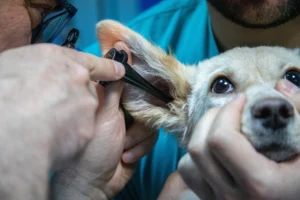 image of a dog getting his ears checked