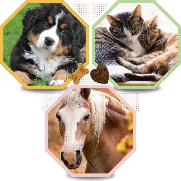 image of Octagon dog, cat, and horse