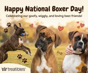 National Boxer Day Website Graphic