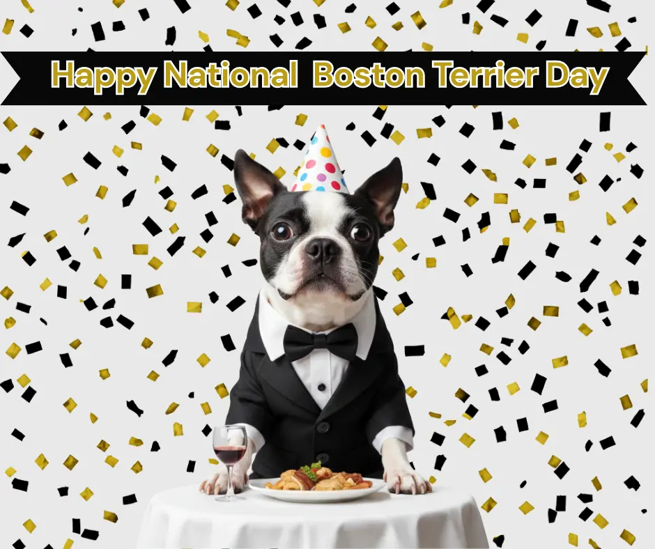 It’s National Boston Terrier Day Graphic