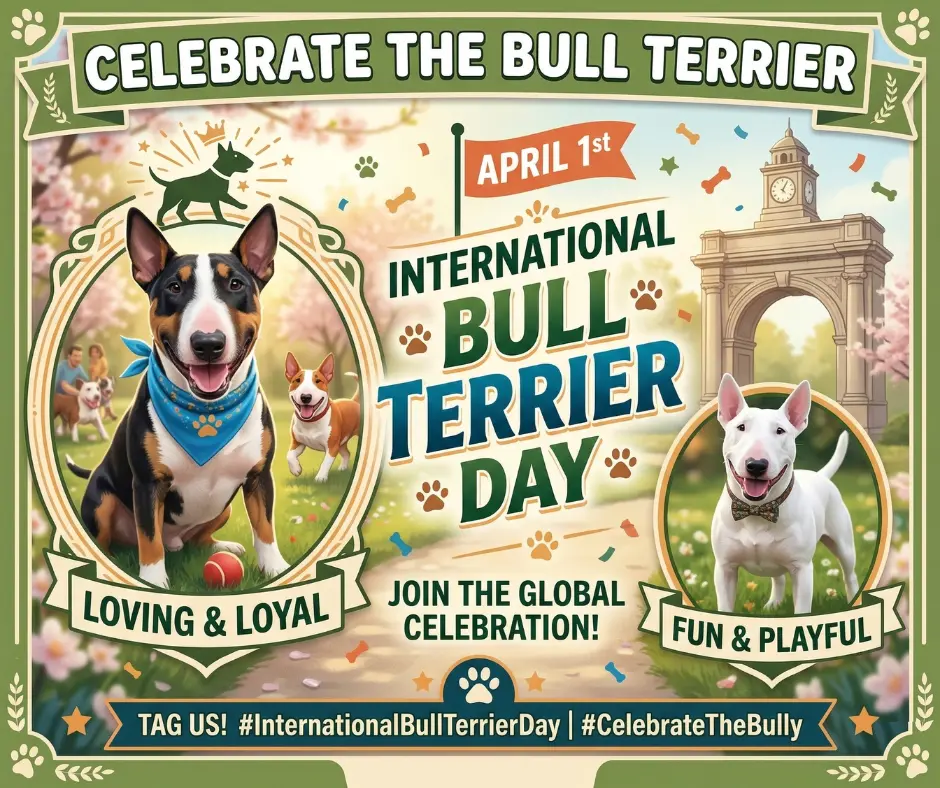 Celebrating International Bull Terrier Day Graphic