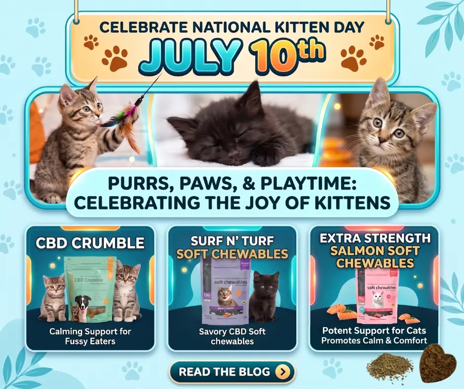 National Kitten Day Blog Graphic