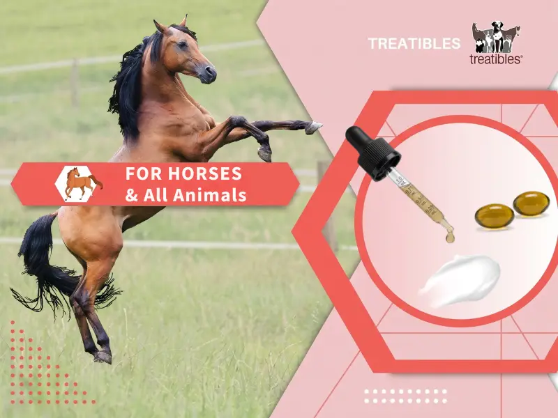For horses mobile banner