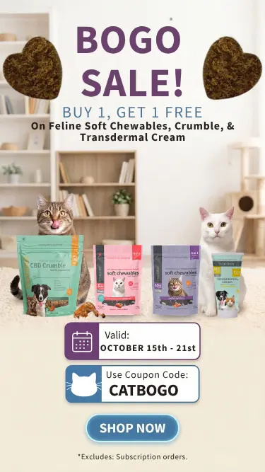 Cat bogo sale mobile website graphic
