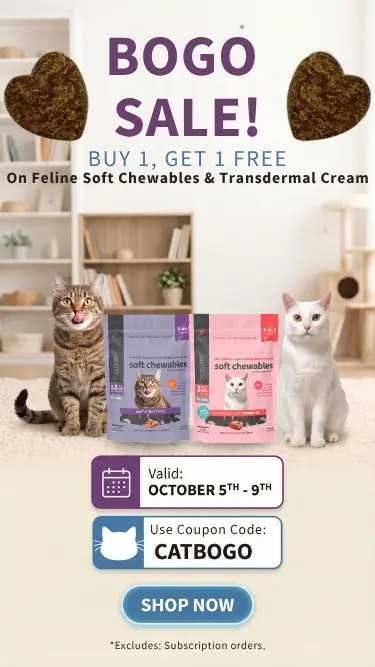 Cat BOGO sale mobile website banner