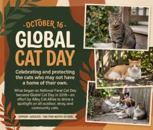 Global Cat Day Blog Graphic